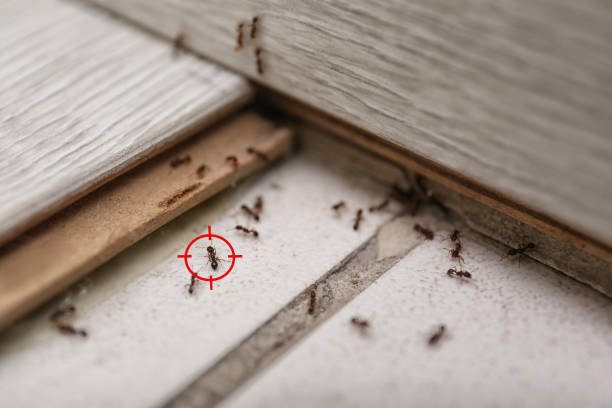 Trusted Avoca, PA Pest Control Experts